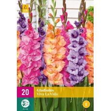 Karta XXL - Mečík VIVA LA VIDA (20 cibulí) "E"