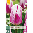 Karta - Tulipán - Bojangles (7 cibulí) "C"