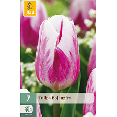 Karta - Tulipán - Bojangles (7 cibulí) "C"