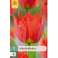 Karta - Tulipán - Robbedoes (7 cibulí) "C+"