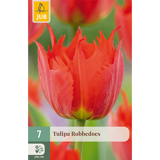 Karta - Tulipán - Robbedoes (7 cibulí) "C+"