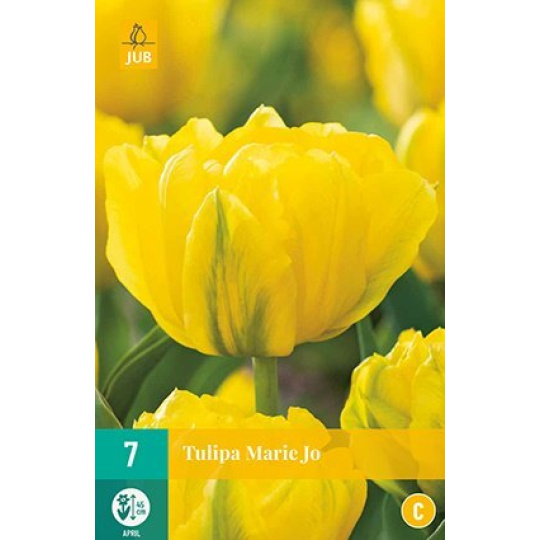 Karta - Tulipán - Marie Jo (7 cibulí) "C+"