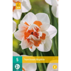 Karta - Narcis - Replete (5 cibulí) "C" Karta - Narcis - Replete (5 cibulí) "C"