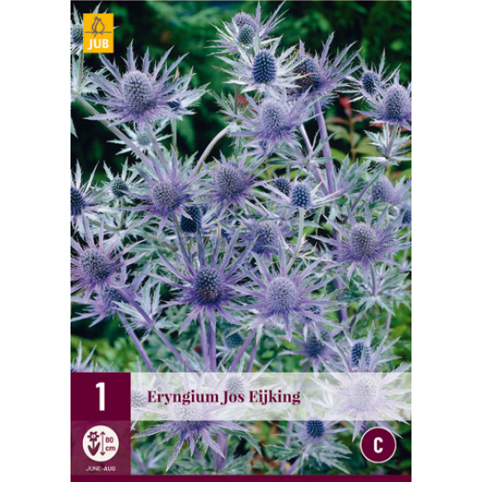Karta - Eryngium JOS EIJKING (1 hlíza) "B+"