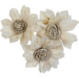 Dekorace - Sola Folded Star Protea 6 cm - 50 ks