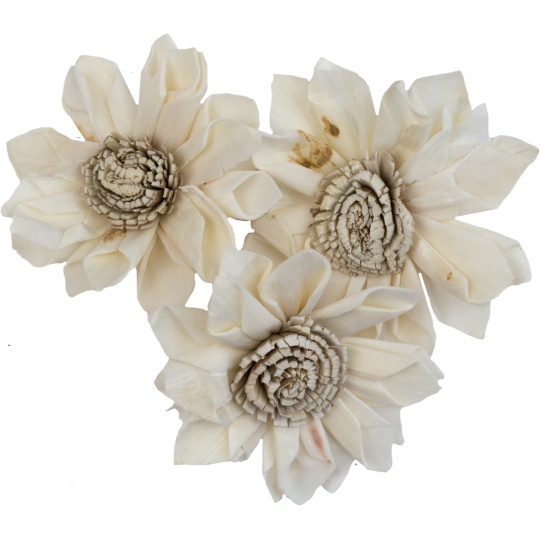 Dekorace - Sola Folded Star Protea 6 cm - 50 ks