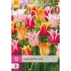 Karta XXL - Tulipán - Ballade mix (12 cibulí) "E"