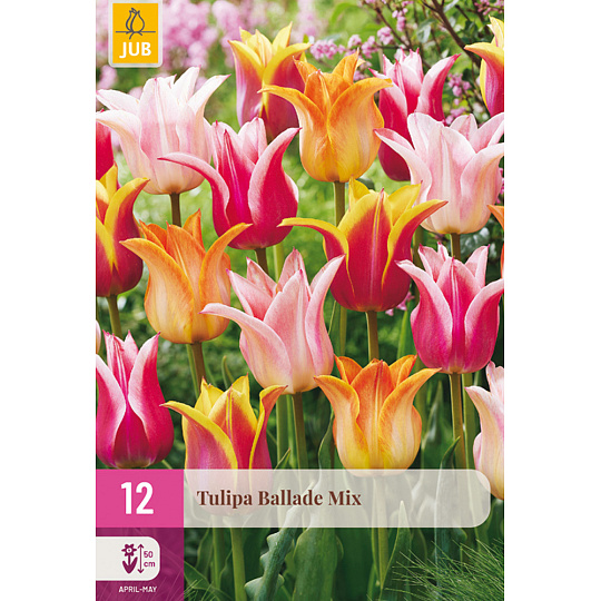 Karta XXL - Tulipán - Ballade mix (12 cibulí) "E"