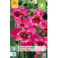 Karta - Tygřice Tigridia PAVONIA PINK (10 cibulí) "B"