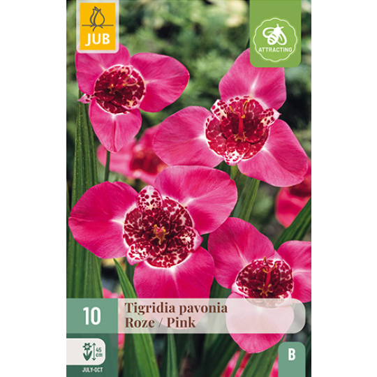 Karta - Tygřice Tigridia PAVONIA PINK (10 cibulí) "B"