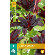 Karta - Lilie NIGHTRIDER (1 cibule) "B"