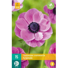 Karta - Sasanka COR. SYLPHIDE (15 cibulí) "B" 