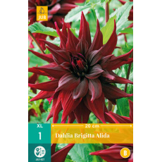 Karta - Jiřina BRIGITTA ALIDA (1 hlíza) "B+"