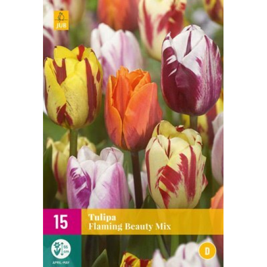 Karta XXL - Tulipán - Flaming Beauty Mix (15 cibulí) "E+"