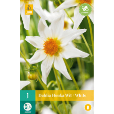 Karta - Jiřina HONKA WIT / WHITE (1 hlíza) "B"