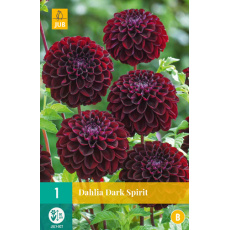 Karta - Jiřina DARK SPIRIT (1 hlíza) "B"