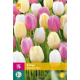 Karta XXL - Tulipán - Sorbet Mix (12 cibulí) "E+"