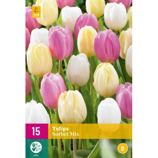 Karta XXL - Tulipán - Sorbet Mix (12 cibulí) "E+"