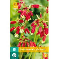 Karta - Dichelostemma IDA-MAIA  (10 cibulí) "B+"