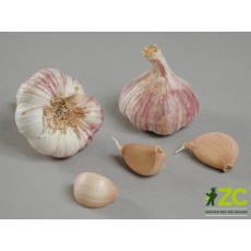 Česnek sadb. - Germidour nepaličák fialový (50-60 mm) 4 palice /cena bez slev/ Česnek sadb. - Germidour nepaličák fialový (50-60 mm) 4 palice /cena bez slev/