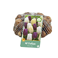 Síťka - XXL - Tulipán -Prince Mix  (40 cibulí) 