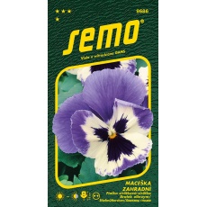 Maceška zahradní - Glacier Ice Violet White 0,3g Maceška zahradní - Glacier Ice Violet White 0,3g