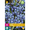 Karta XXL - Ladoňka - Scilla Siberica (50 cibulí) "E"