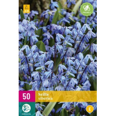 Karta XXL - Ladoňka - Scilla Siberica (50 cibulí) "E"