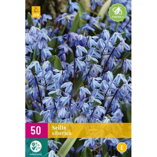 Karta XXL - Ladoňka - Scilla Siberica (50 cibulí) "E"