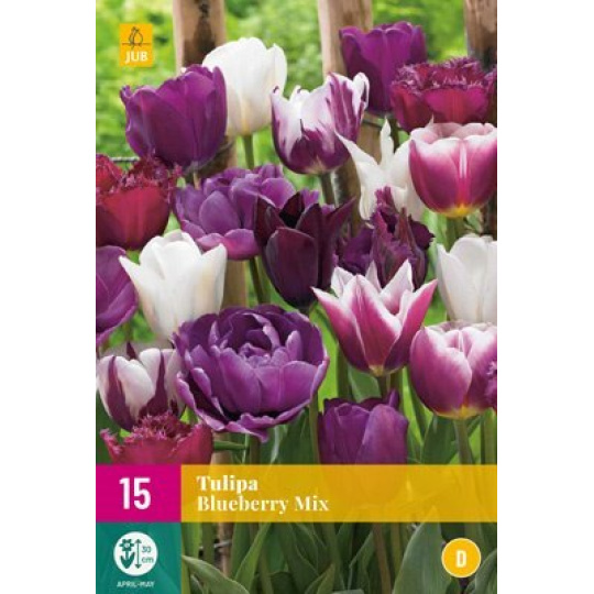 Karta XXL - Tulipán - Blueberry Mix (12 cibulí) "E"