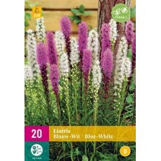 Karta XXL - Šuškarda BLAUW-WIT / BLUE-WHITE (20 cibulí) "D"