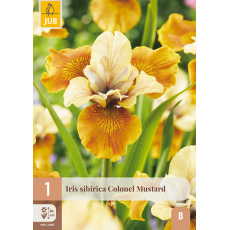 Karta - Kosatec SIBIRICA COLONEL MUSTARD (1 hlíza) "B" Karta - Kosatec SIBIRICA COLONEL MUSTARD (1 hlíza) "B"