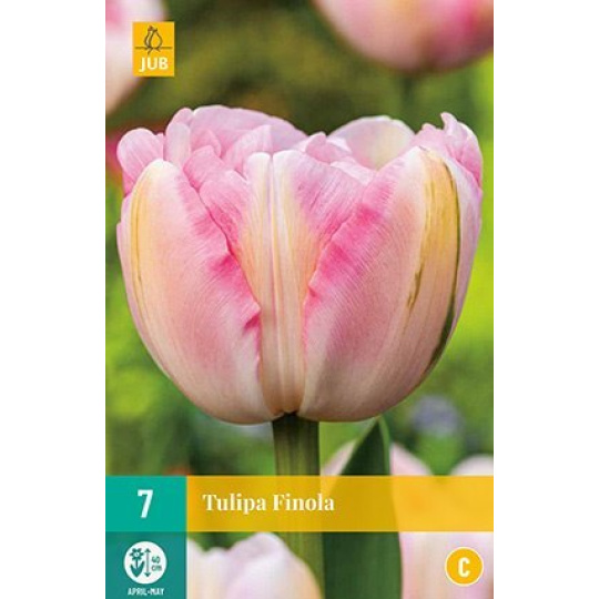 Karta - Tulipán - Finola (7 cibulí) "C+"