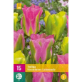Karta XXL - Tulipán - Strawberry Lemonade (12 cibulí) "E+"