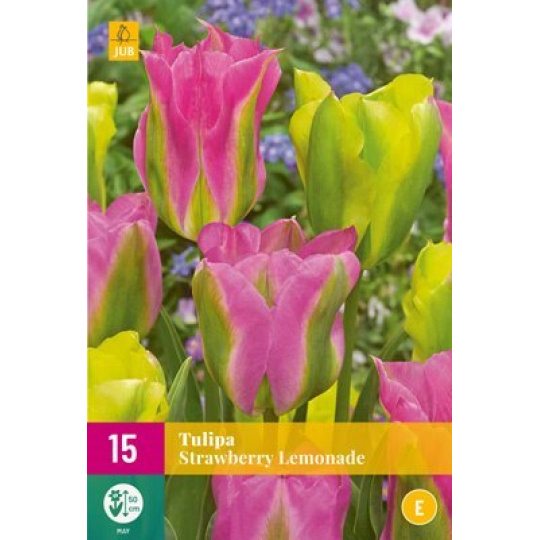 Karta XXL - Tulipán - Strawberry Lemonade (12 cibulí) "E+"