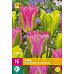 Karta XXL - Tulipán - Strawberry Lemonade (12 cibulí) "E"
