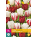 Karta XXL - Tulipán - Dutch Design Mix (15 cibulí) "E"
