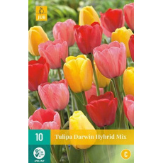 Karta - Tulipán - Darwin Hybride Mix (7 cibulí) "C" Karta - Tulipán - Darwin Hybride Mix (7 cibulí) "C"