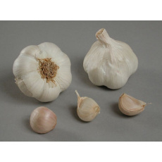 Česnek sadb. - Messidrome nepaličák bílý (50-60 mm) 20 kg /cena bez slev/ Česnek sadb. - Messidrome nepaličák bílý (50-60 mm) 20 kg /cena bez slev/