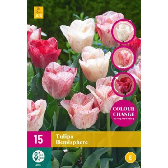 Karta XXL - Tulipán - Hemisphere ( 12 cibulí) "E+"