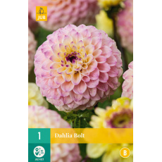 Karta - Jiřina BOLT (1 hlíza) "B+"