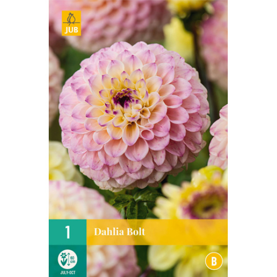 Karta - Jiřina BOLT (1 hlíza) "B+"