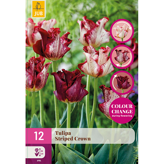 Karta XXL - Tulipán - Striped Crown (12 cibulí) "E"