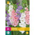 Karta XXL - Mečík PASTEL MIX (25 cibulí) "E"