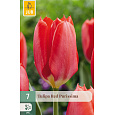 Karta - Tulipán - Red Purissima (7 cibulí) "C"