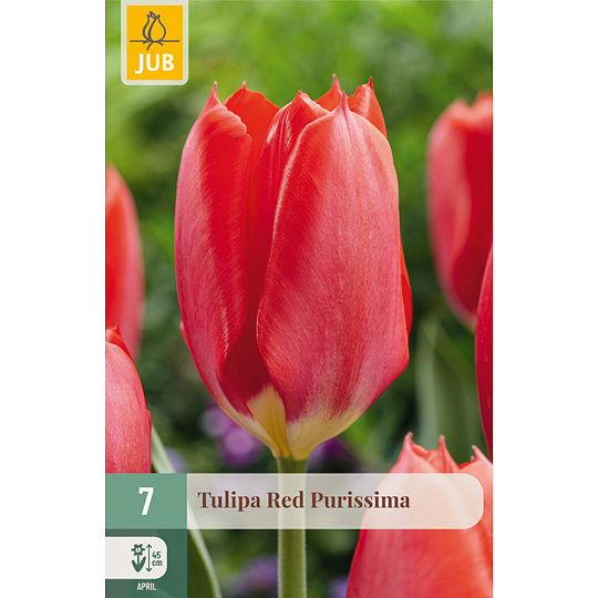 Karta - Tulipán - Red Purissima (7 cibulí) "C"