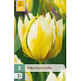 Karta - Tulipán - Sweet Valley (5 cibulí) "C+"
