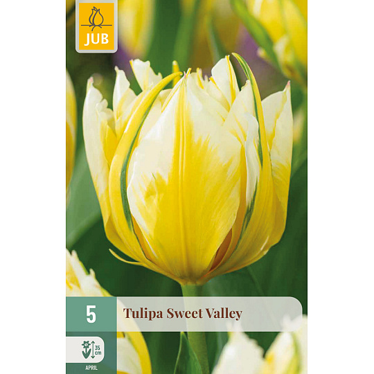 Karta - Tulipán - Sweet Valley (5 cibulí) "C+"