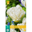Karta - Tulipán - Northcap (7 cibulí) "C+"