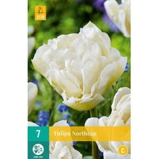 Karta - Tulipán - Northcap (7 cibulí) "C+"